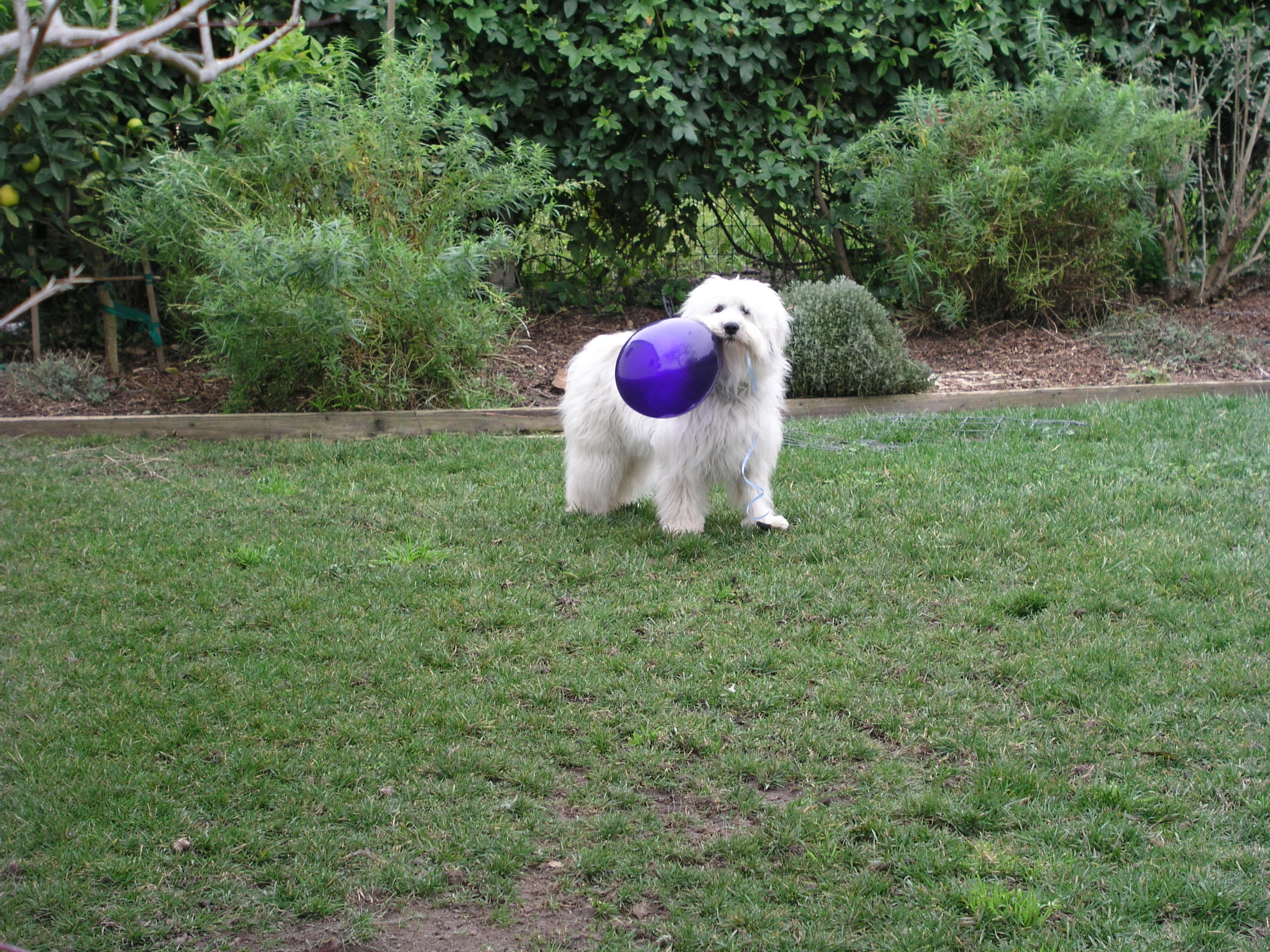 Muszka w/Balloon in yard