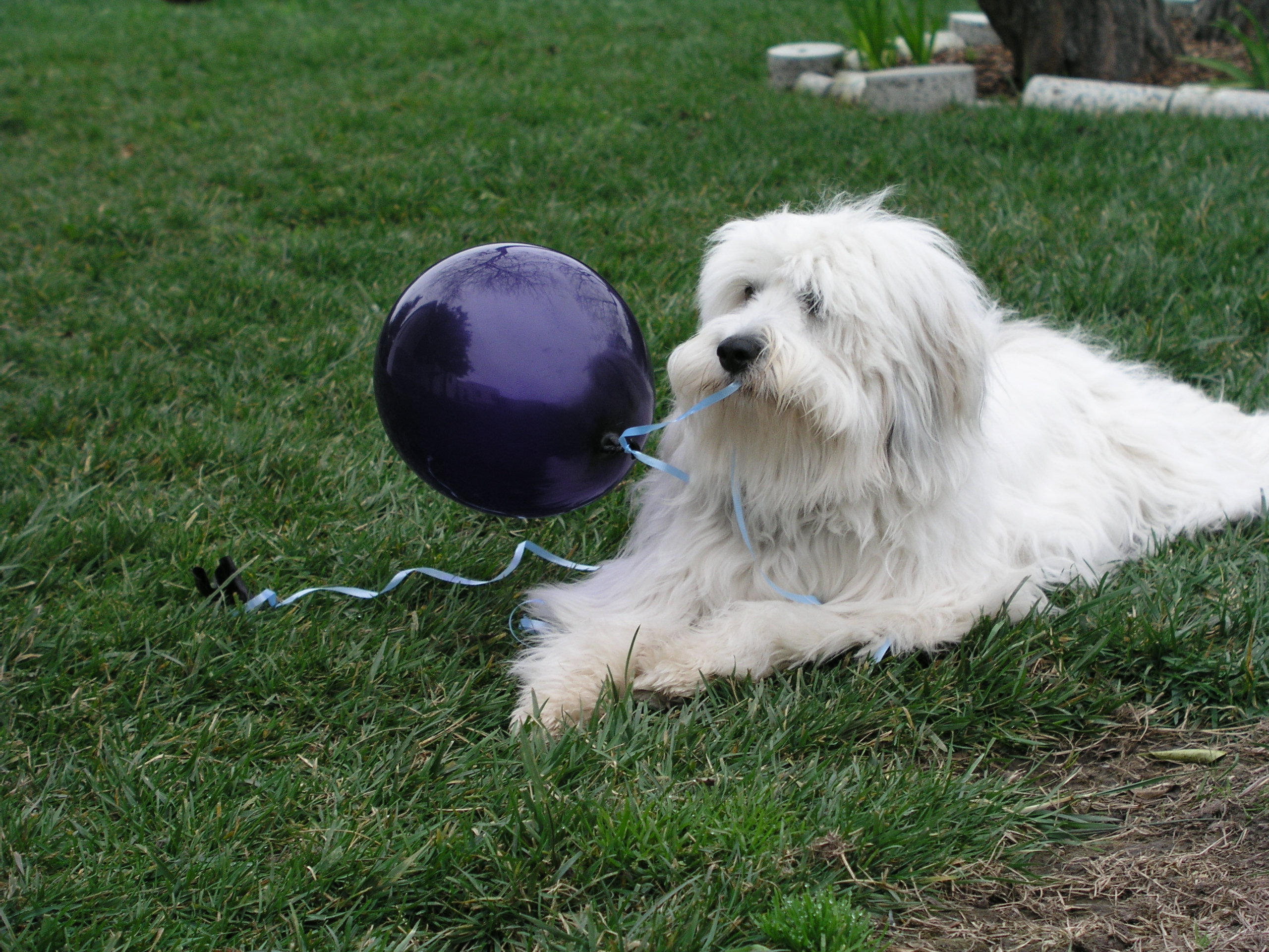 Muszka with Balloon