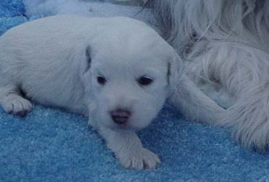 3 Weeks Old
