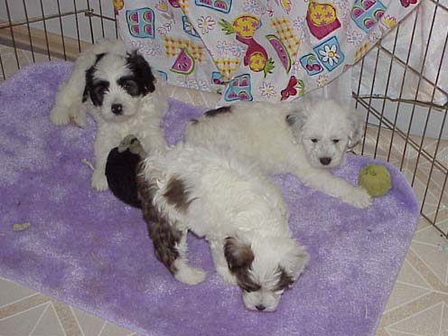 Puppies at 6 weeks
