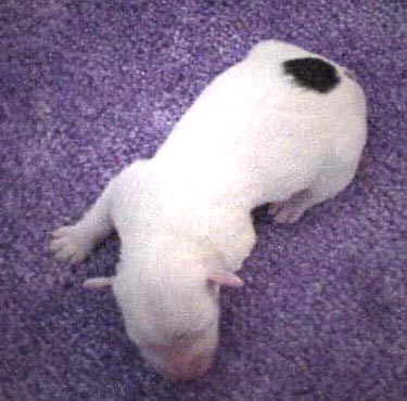 Newborn puppy