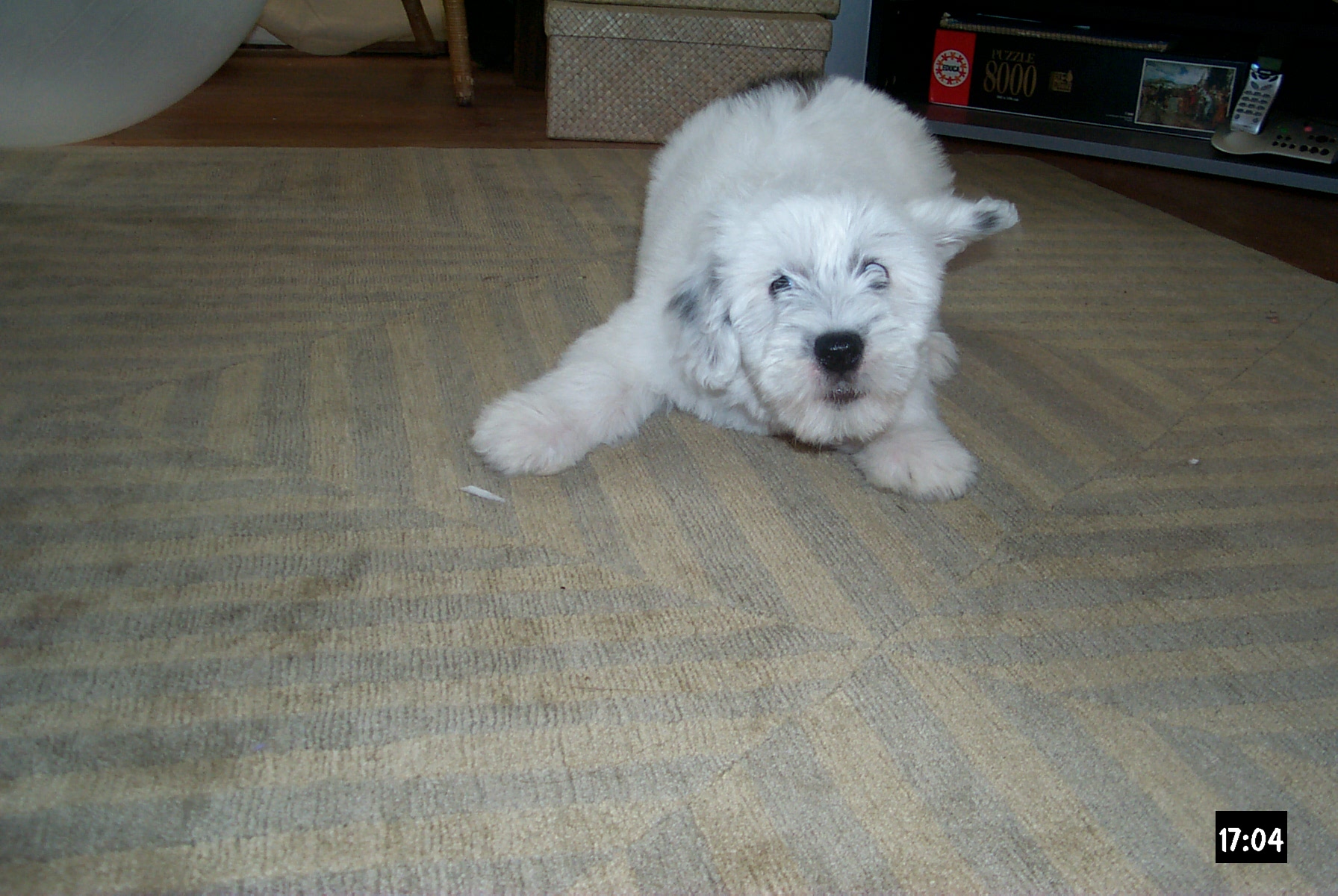 Barking at something.