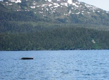 http://www.employees.org/%7Ealanb/alaska-2007-name-1M/Picture%20051.jpg