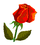 Red rose bud