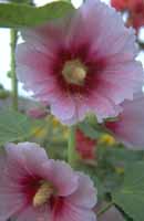 Hollyhocks