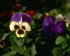 Pansies