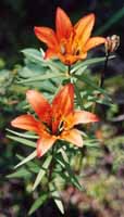 Tiger lilies