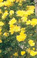 Yellow climbing roses