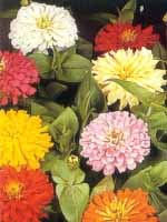 Zinnias